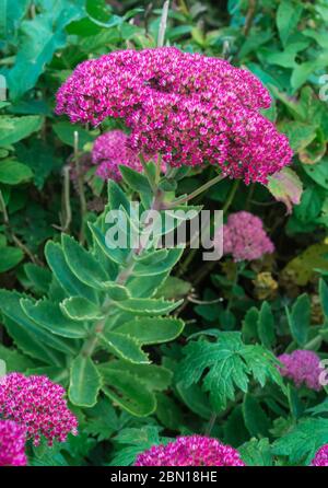 Sedum spectabile fiori, aka Hylotelephium spectabile e Stonecrop fiore, in autunno fiorisce nel West Sussex, in Inghilterra, Regno Unito. Ritratto. Foto Stock