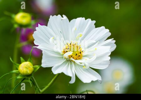 Cosmos bipinnatus, noto anche come Aster messicano o giardino cosmo, in estate nel West Sussex, in Inghilterra, Regno Unito. White Cosmos bipinnatus. Foto Stock