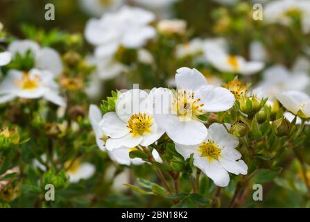 Potentilla fruticosa 'Groneland' (AKA arbustiva Cinquefoil 'Groneland', Potentilla fruticosa Groenlandia), un bianco folta arbusto caducifoglie in autunno, UK. Foto Stock
