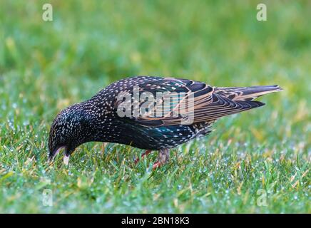 Starling comune (Sturnus vulgaris) bird in inverno picking worm da mangiare al suolo nel West Sussex, in Inghilterra, Regno Unito. Starling alimentazione. Foto Stock