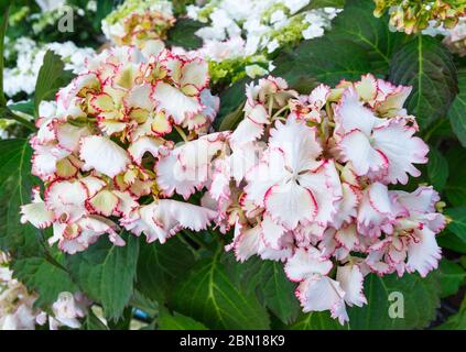 Hydrangea macrophylla 'Cocktail', una forma arrotondata compatto di Arbusti decidui con mophead fiori in estate nel West Sussex, Regno Unito. Foto Stock