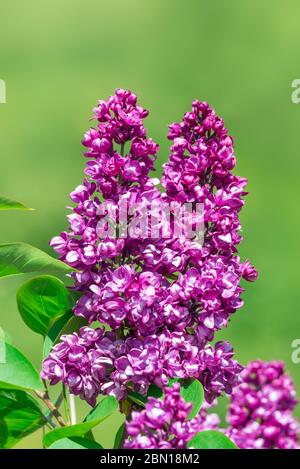 Fioritura viola comune impianto di Lilla (Syringa vulgaris) nella tarda primavera con sfondo verde nel West Sussex, in Inghilterra, Regno Unito. Foto Stock