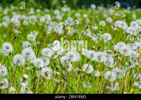 Tappeto di bianco di tarassaco comune Teste di seme (Taraxacum), Aka tarassaco orologi, crescente nella prateria in tarda primavera nel Regno Unito. Foto Stock