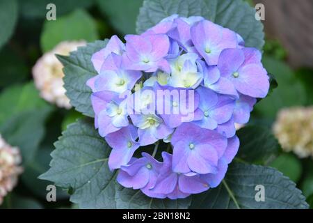 Gli idrangee viola fiorisce a maggio Foto Stock