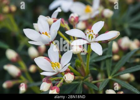 Piccoli fiori bianchi da un Choisya x dewitteana 'White Dazzler" (AKA arancione messicano) arbusto sempreverde in primavera nel West Sussex, Regno Unito. Foto Stock