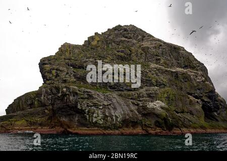 I Thousdands di Gannets riempiono i cieli, Boreray, St. Kilda, le Ebridi esterne, patrimonio dell'umanità della Scozia Foto Stock
