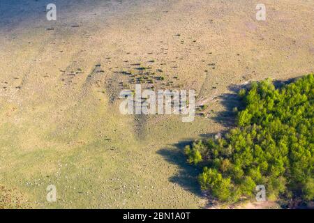 Vista aerea e a droni di prati e pascoli lussureggianti e senza fine con campi verdi e prati. Foto Stock