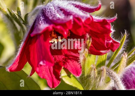 Pulsatilla rubra fiore testa Foto Stock