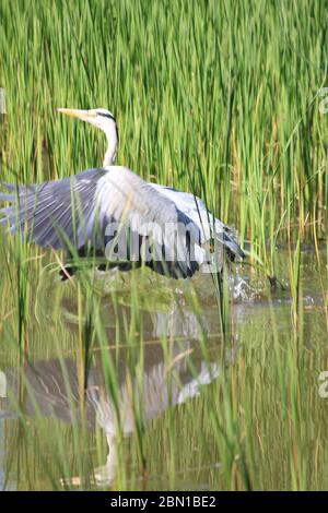 Airone grigio nel Citypark Staddijk Nijmegen, Gelderland. Il Foto Stock