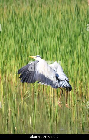 Airone grigio nel Citypark Staddijk Nijmegen, Gelderland. Il Foto Stock