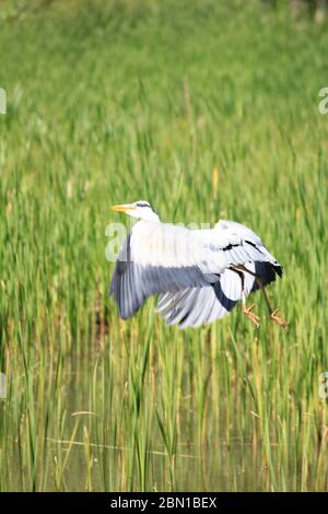 Airone grigio nel Citypark Staddijk Nijmegen, Gelderland. Il Foto Stock