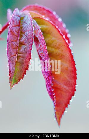 foglia di rosa con gocce d'acqua Foto Stock