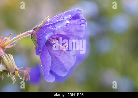 gocce d'acqua sul geranio blu duro Foto Stock