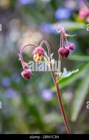 fiore di geum Foto Stock