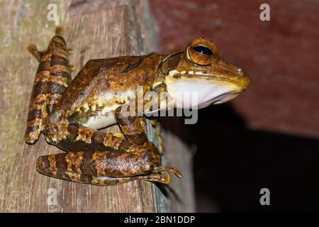 Polipedes cruciger (comunemente noto come Sri Lanka whippping Frog o Common Hour-glass Tree-rane), una specie endemica dello Sri Lanka. Foto Stock