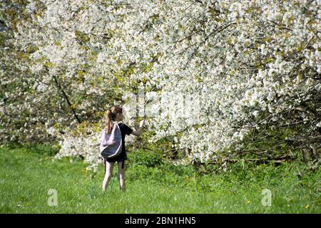 Sheffield UK – Aprile 15 2020: Una giovane ragazza trova il tempo di odorare i fiori e apprezzare la primavera in una passeggiata quotidiana durante il coronavirus Covi Foto Stock