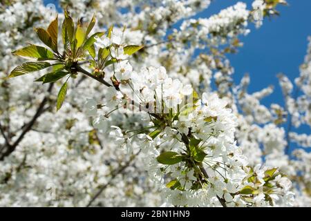La primavera arriva con un'ondata di splendidi fiori bianchi sui ciliegi e gli alberi di mele, Woodthorpe Ravine, Sheffield Foto Stock