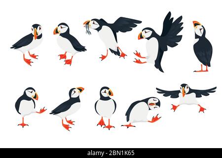 Set di uccello di puffin atlantico in diverse pose cartoon animale disegno piatto vettore illustrazione isolato su sfondo bianco Illustrazione Vettoriale