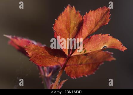Foglie di rosa con afidi dall'altro lato Foto Stock