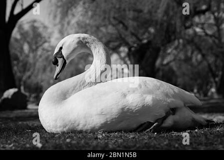 Un cigno adulto bianco libero-vivente seduto sull'erba in un parco locale con alberi di sfondo sfocati; una foto ravvicinata presa da angolo basso. Foto Stock