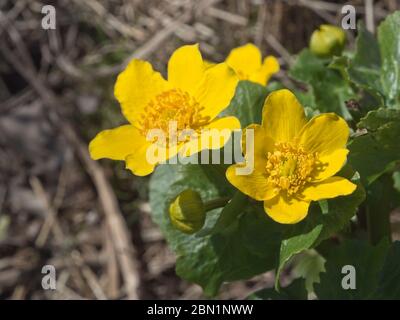 Primo piano di un palude fiorito, Caltha palustris vicino ad un torrente in Norvegia Oslo in primavera Foto Stock