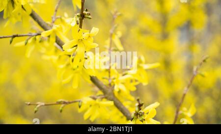 Fiori gialli su un ramo di un albero che fiorisce in primavera. Sfondo fiorito giallo sfocato. Forsizia, famiglia degli olivi Foto Stock