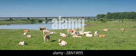 mucche beige marrone chiaro vicino al ponte ferroviario sul fiume lek nei paesi bassi tra utrecht e culemborg Foto Stock