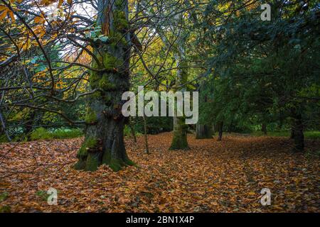 Woodland nella tenuta di Traquair House, Scottish Borders Foto Stock