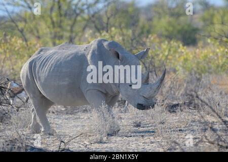 Rhinoceros bianco (Ceratotherium simum) in piedi in cespugli sulla savana, Parco Nazionale Etosha, Namibia. Foto Stock