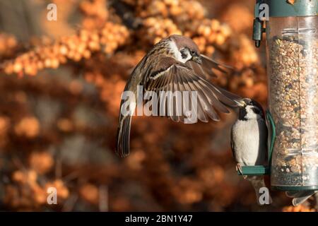 Alberi sparrows che squabling su un alimentatore Foto Stock