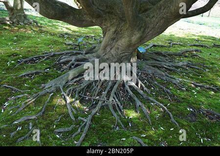 Radici esotiche dell'albero ricoperte di muschio verde Foto Stock