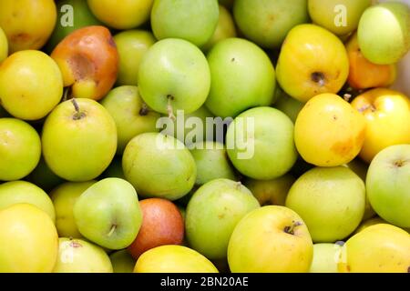 primo piano del tema di sfondo della frutta di jujube Foto Stock