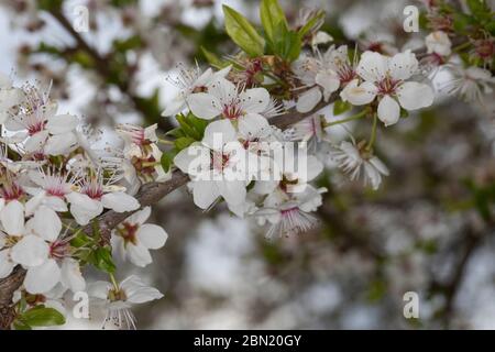 Kirschpflaume, Kirsch-Pflaume, Myrobalane, Türkenkirsche, Wildpflaume, Wildobst, Obst, Prunus cerasifera, Prunus cerasifera subsp. Myrobalana, Prunus Foto Stock