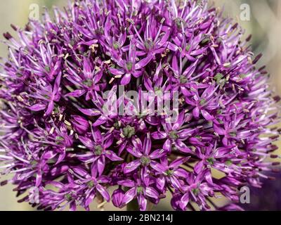 Un primo piano di una singola testa di fiore di Allium sensazione viola Foto Stock