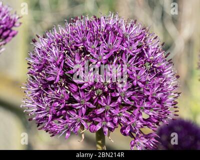 Un primo piano di una singola testa di fiore di Allium sensazione viola Foto Stock