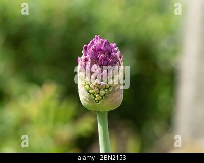 Un primo piano del germoglio scoppiato di Allium Purple Sensation Foto Stock