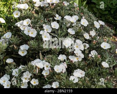 Un cespuglio ben cresciuto di convolvulus cneorum ricoperto di fiori bianchi a forma di tromba Foto Stock