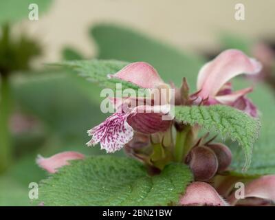 Un primo piano del fiore rosa con cappuccio di Lamium ovale Foto Stock