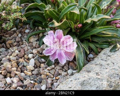 Una pianta di Lewisia, una piccola prugna fiorita nell'angolo di un giardino a valle Foto Stock