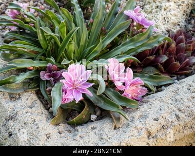 Una pianta di Lewisia, una piccola prugna fiorita nell'angolo di un giardino a valle Foto Stock