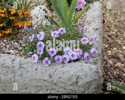 Una pianta di Phlox duglasii 'Boothmans varietà' che cresce all'angolo di un giardino a valle Foto Stock