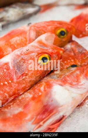 Pesci freschi su ghiaccio al mercato locale del pesce a Funchal, sull'isola di Madeira, in Portogallo Foto Stock