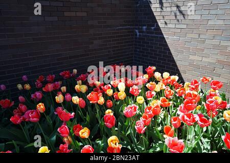 Colorato e vibrante rosso, giallo, arancione e rosa tulipani giardino fiorito vicino al muro di mattoni Foto Stock