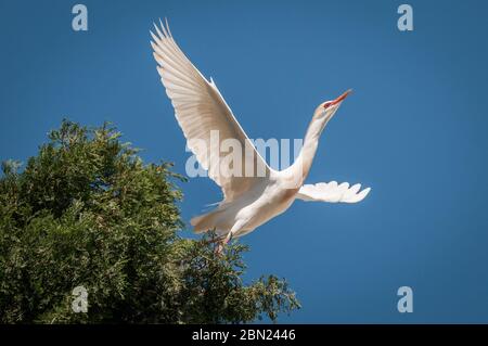 Isolato da vicino di un grande uccello bianco che decolla-Israele Foto Stock