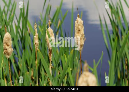 Testa di seme di bulrush soffice con lunghe foglie verdi sul lato di un lago, Ripley, North Yorkshire, Inghilterra, Regno Unito. Foto Stock