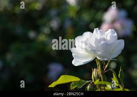 Vista laterale di un fiore rosa bianco fiorito da vicino su uno sfondo scuro e sfocato Foto Stock