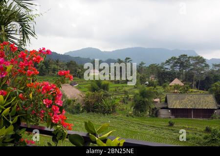 Rododendro fiorente in primo piano in primo piano e natura tropicale in una giornata nuvolosa. Bali Indonesia Foto Stock