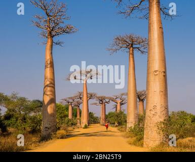 Spettacolare vista di Baobab Avenue con maestosa silhouette di alberi in primo piano, Morondava, Madagascar Foto Stock