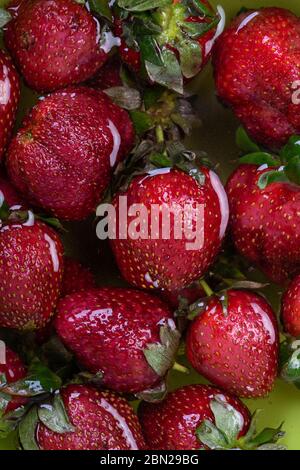 Raccolta di fragole naturali fresche in acqua Foto Stock