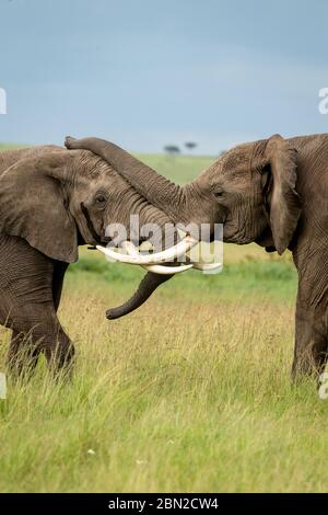 Due elefanti africani maschi (loxodonta africana) combattono e si spingono con i loro tronchi Foto Stock